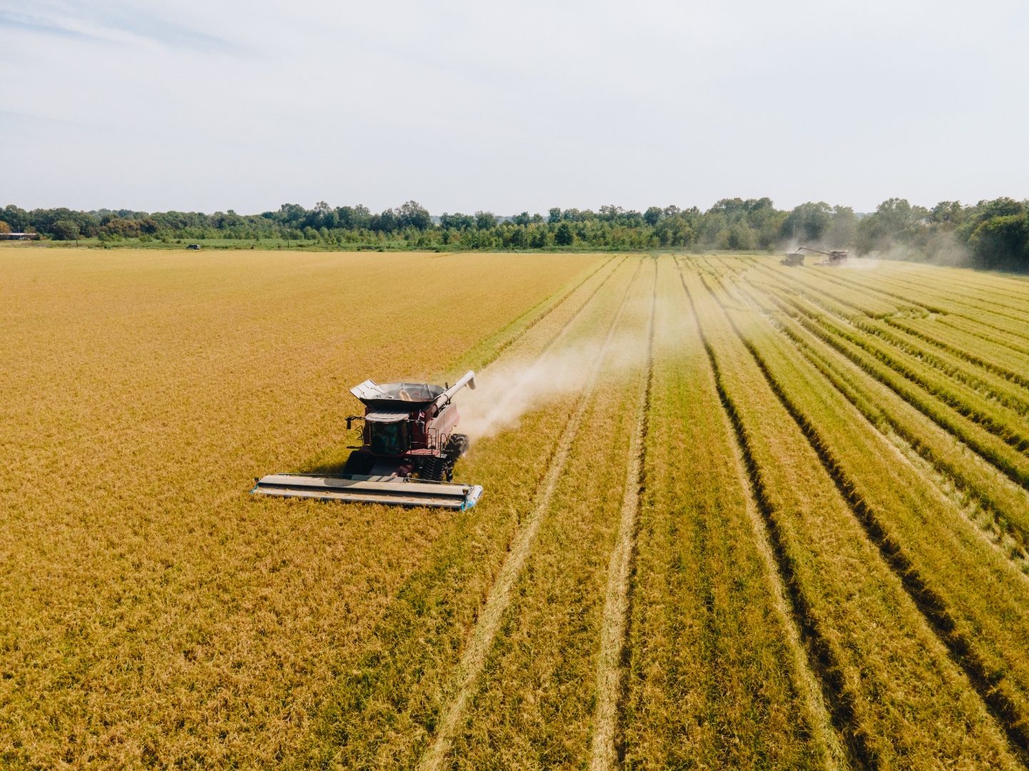 Rice harvest